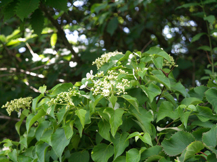 Hydrangea petiolaris