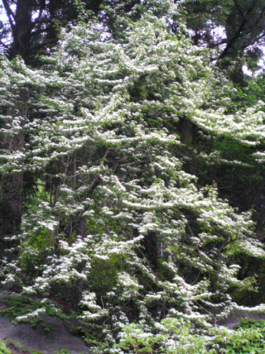 Hydrangea petiolaris