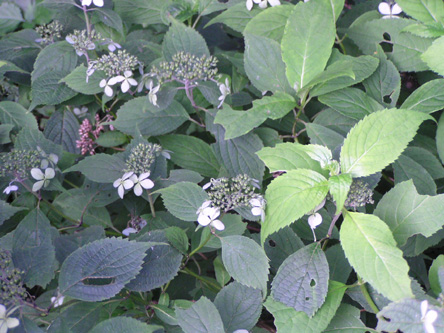 Hydrangea serrata