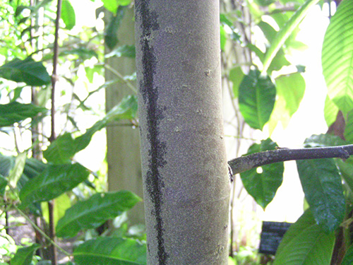 Shorea sumatrana