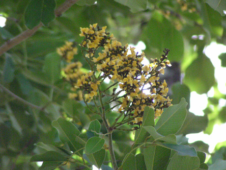 Pterocarpus marsupium