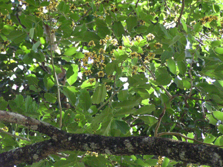 Pterocarpus marsupium