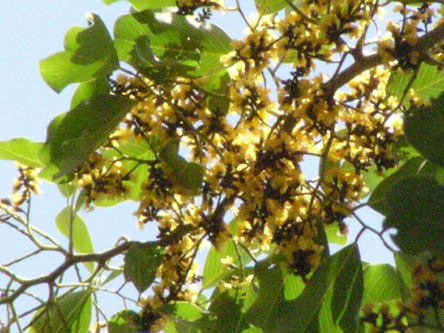 Pterocarpus marsupium