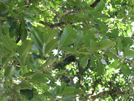 Pterocarpus marsupium