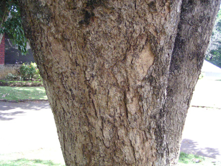 Pterocarpus marsupium