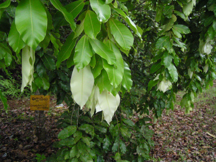 Calophyllum bracteatum2