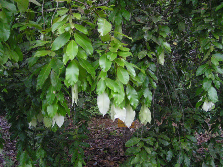 Calophyllum bracteatum