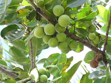 Calophyllum inophyllum