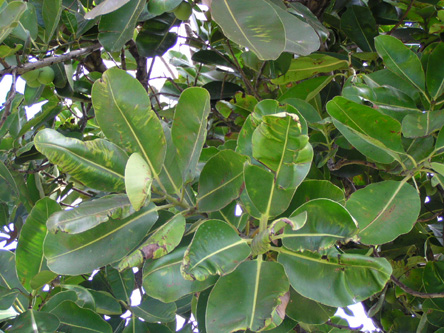 Calophyllum inophyllum