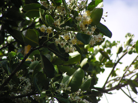 Calophyllum inophyllum flower